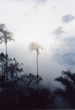 COSTA RICAN SCENE